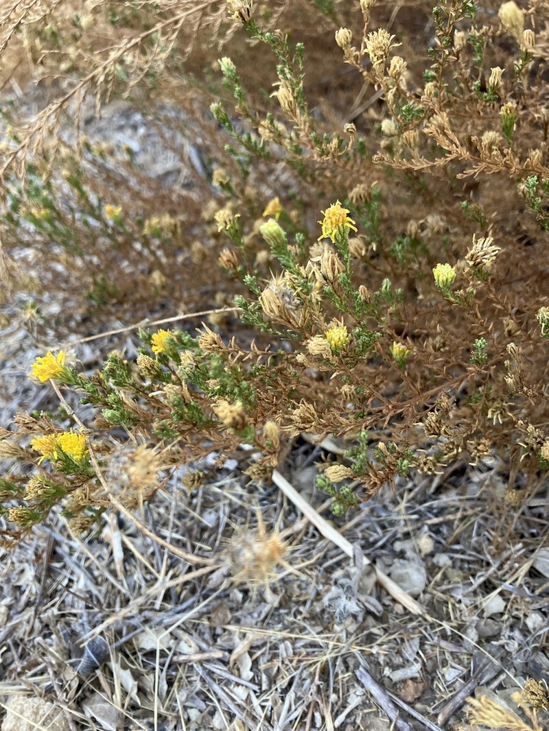 Santa Susana Tarweed photo 4