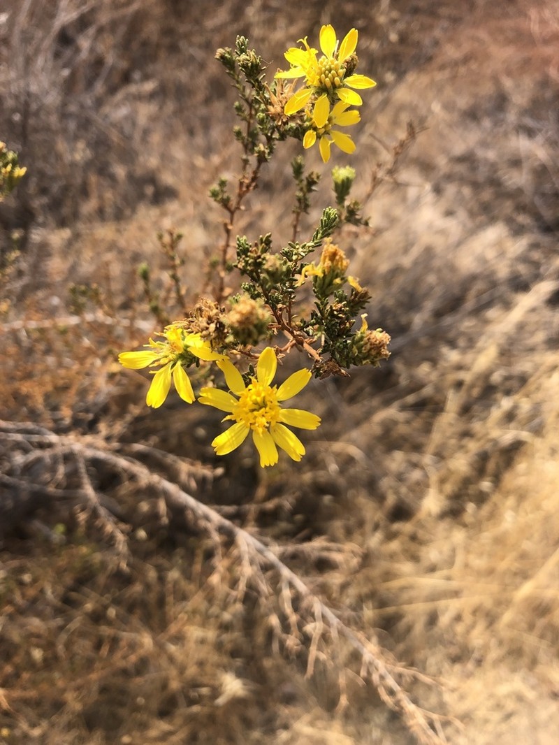 Santa Susana Tarweed photo 5