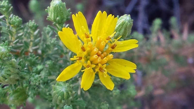 Santa Susana Tarweed photo 6