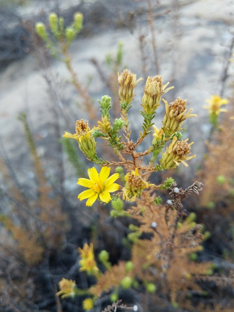 Santa Susana Tarweed photo 7