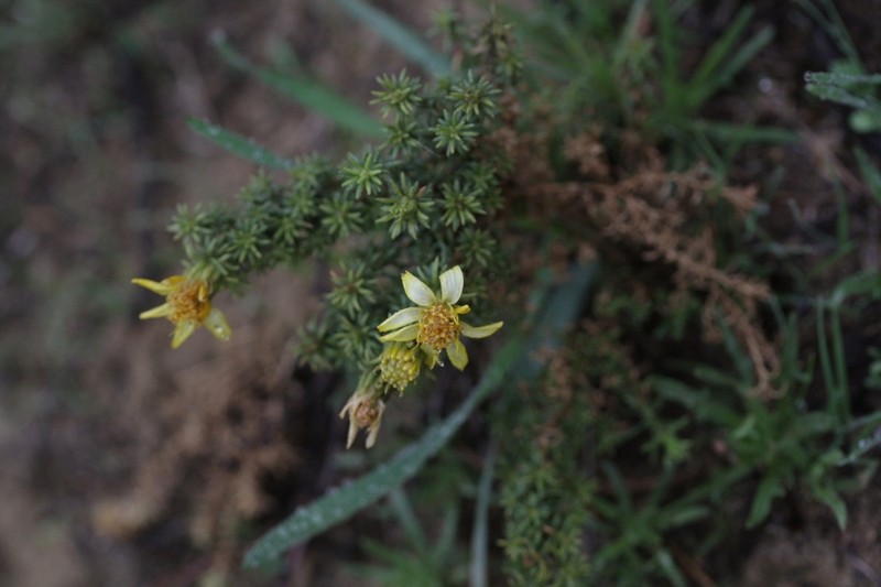 Santa Susana Tarweed photo 8