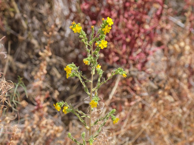 Mojave Tarweed