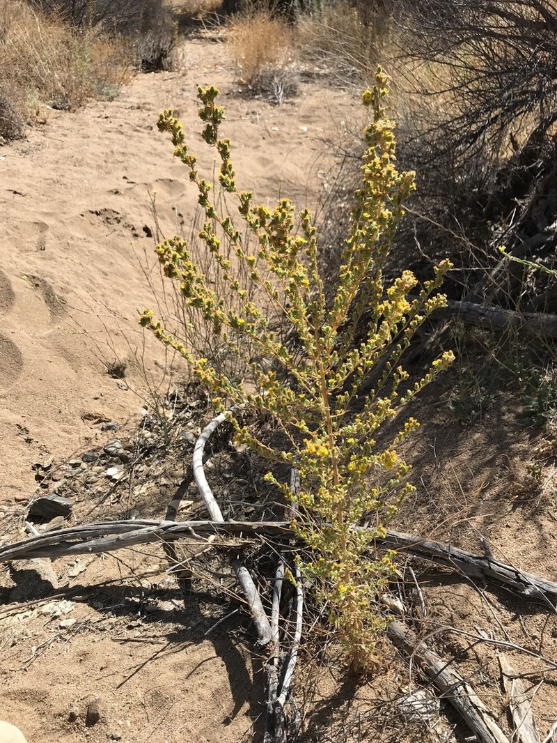 Mojave Tarweed