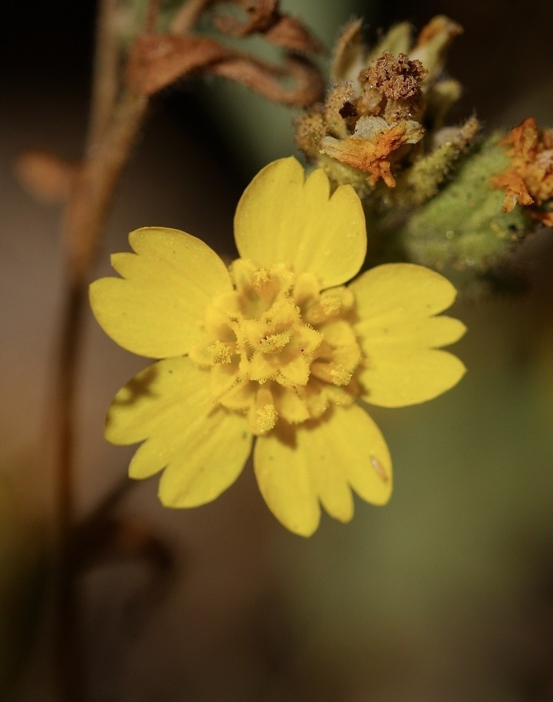 Mojave Tarweed photo 2