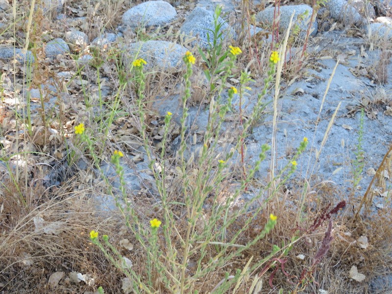 Mojave Tarweed photo 3