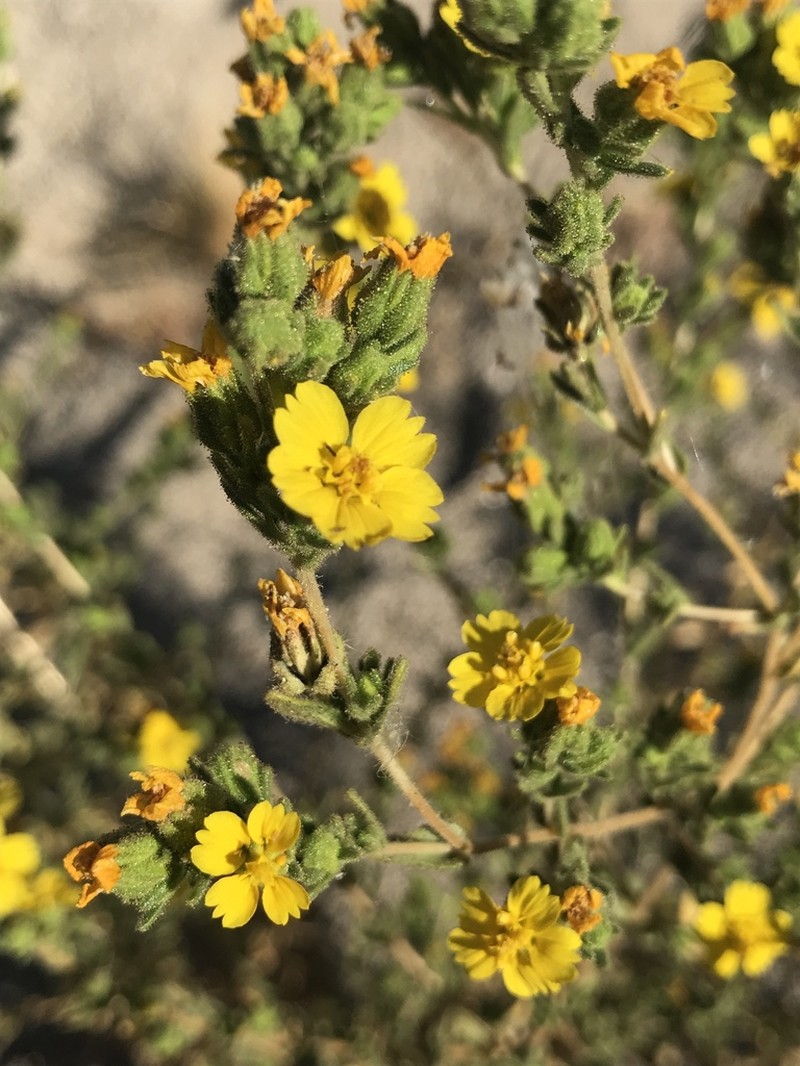 Mojave Tarweed photo 4