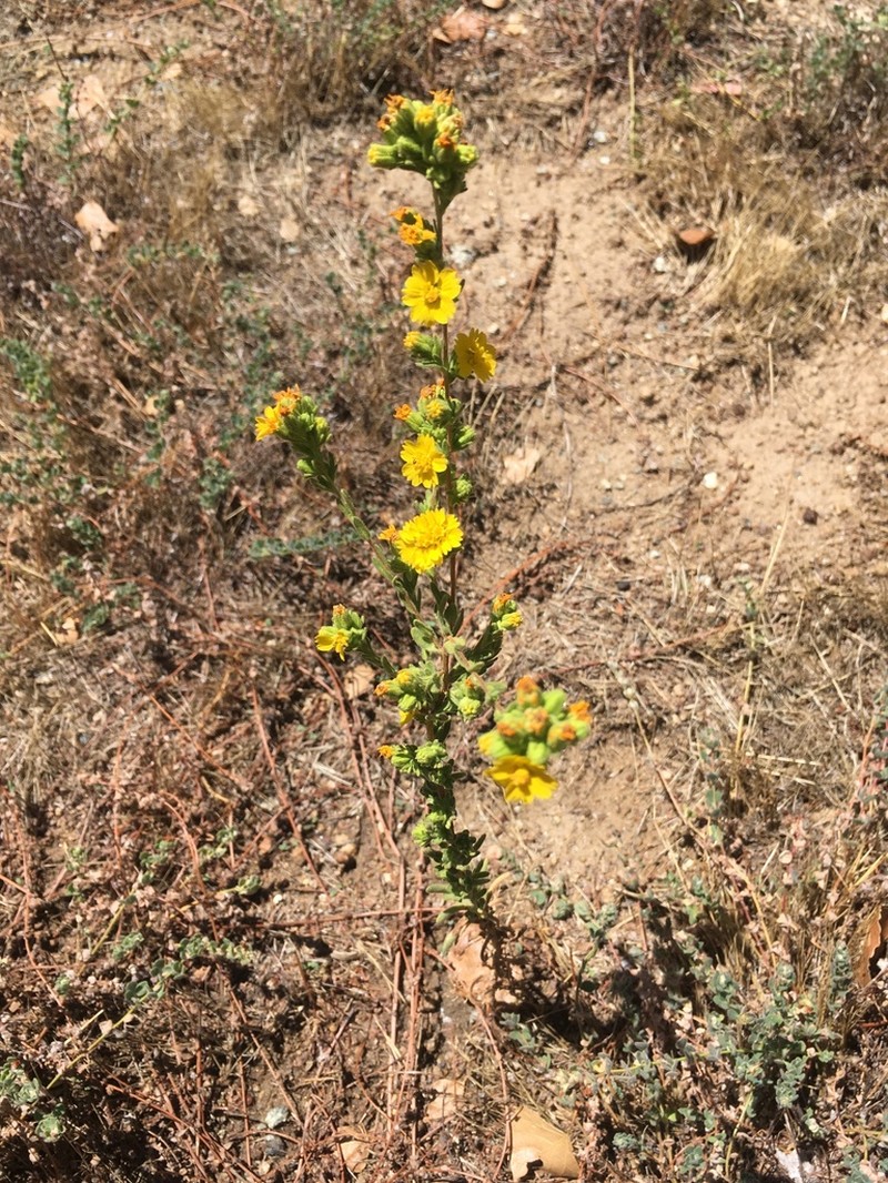 Mojave Tarweed photo 5