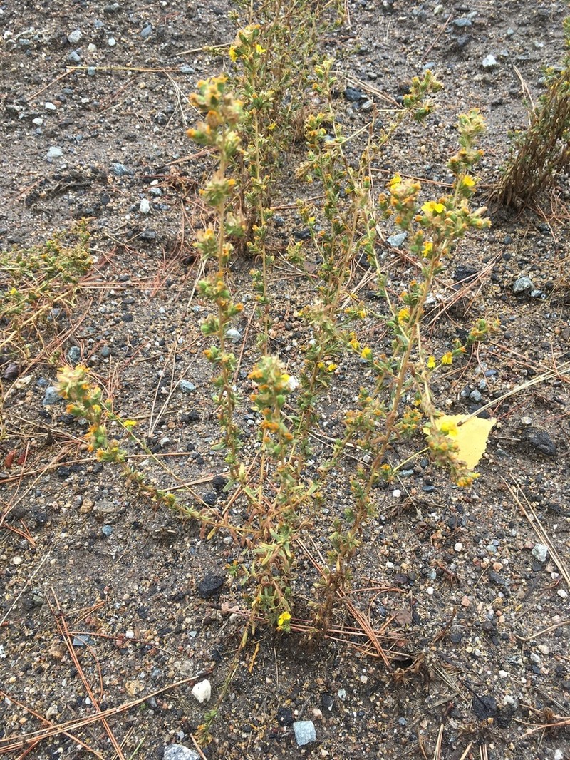 Mojave Tarweed photo 6