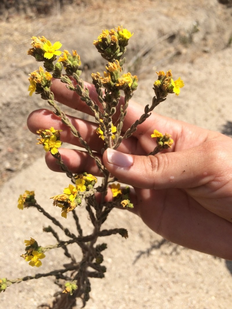 Mojave Tarweed photo 7