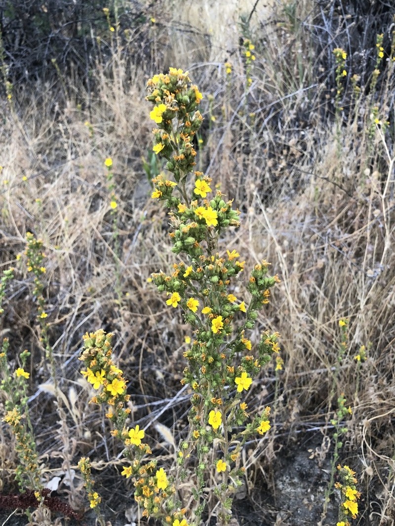 Mojave Tarweed photo 8