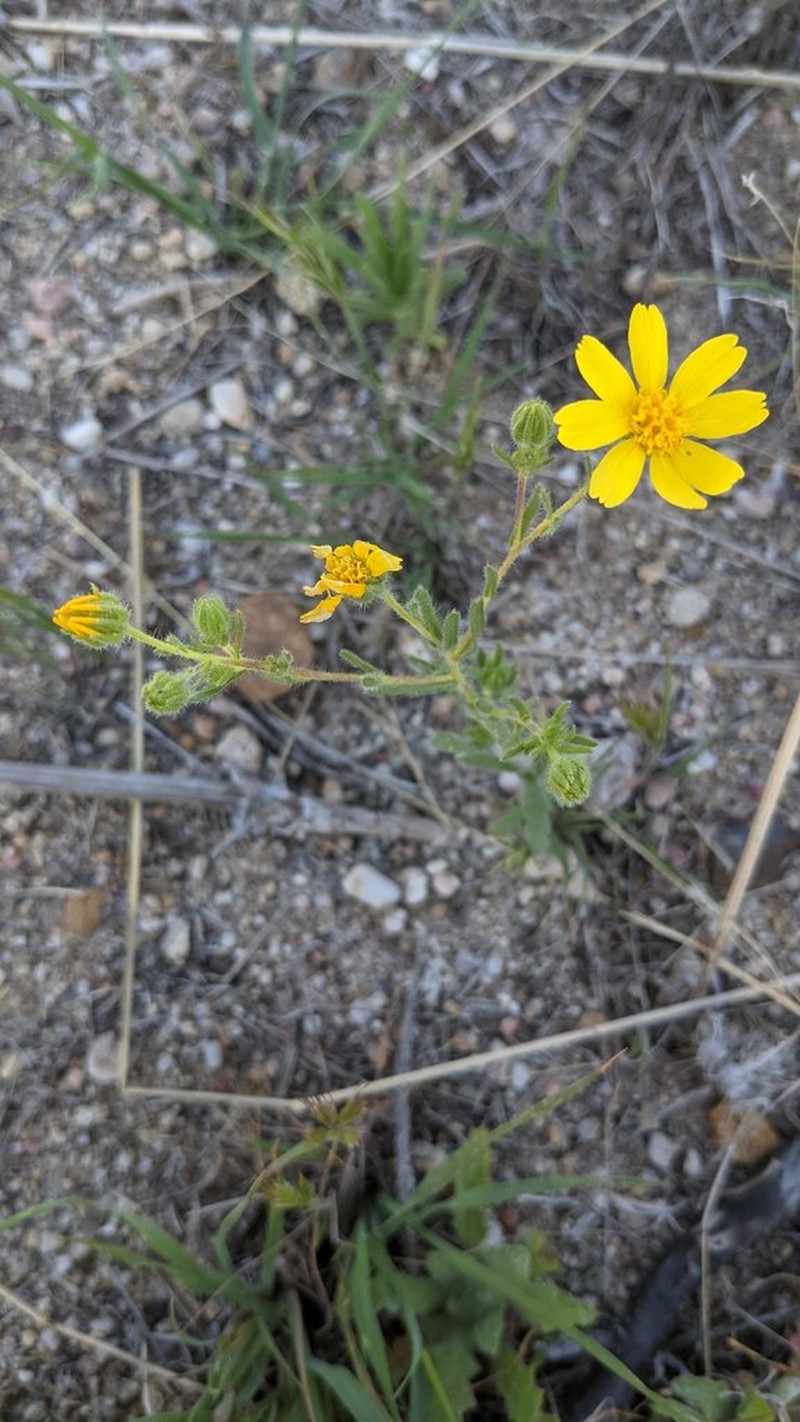 Kern Tarweed