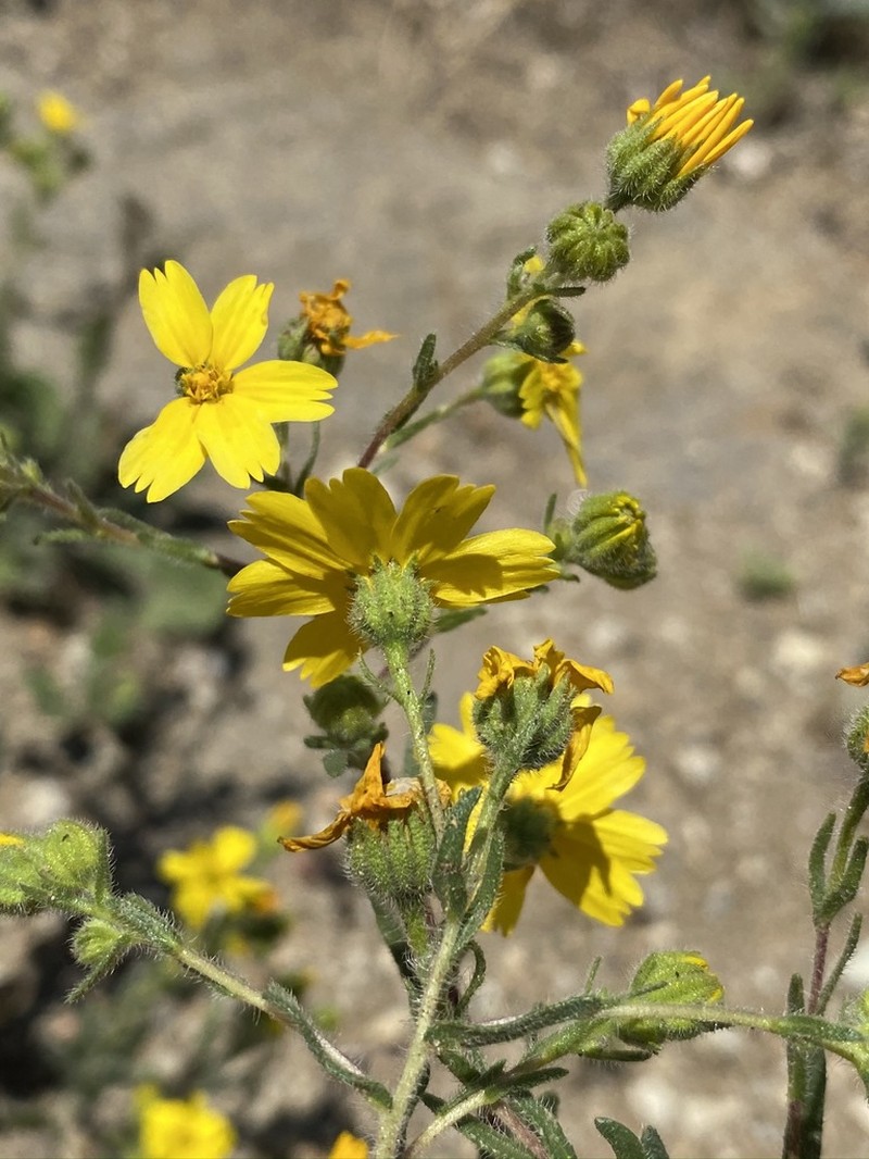 Kern Tarweed photo 2