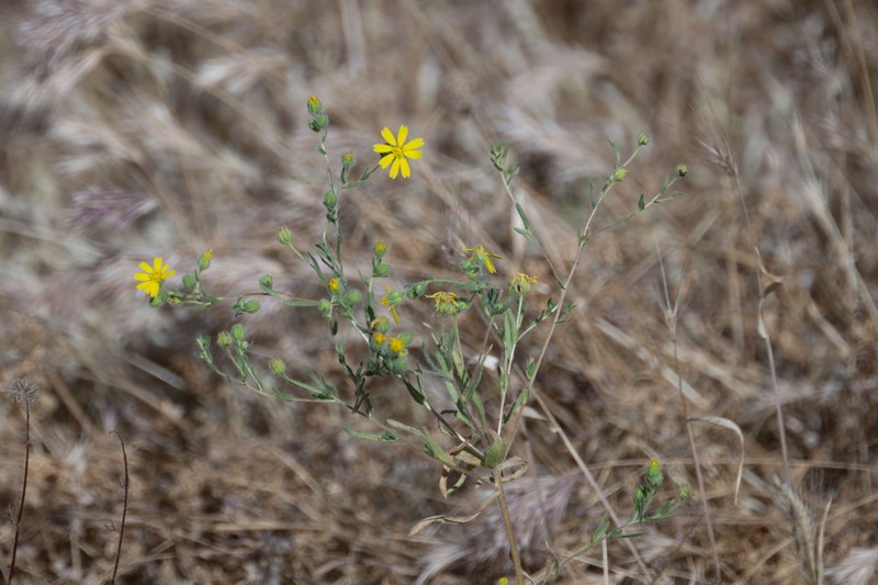 Kern Tarweed photo 3