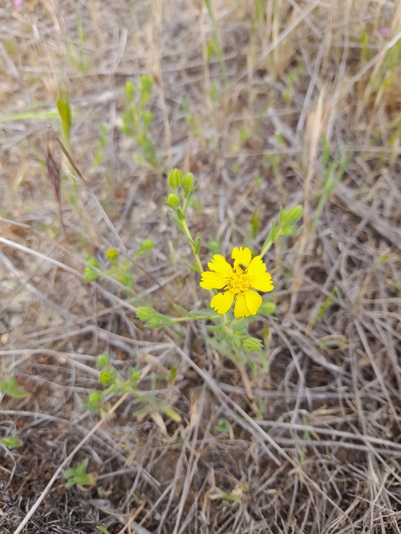 Kern Tarweed photo 4