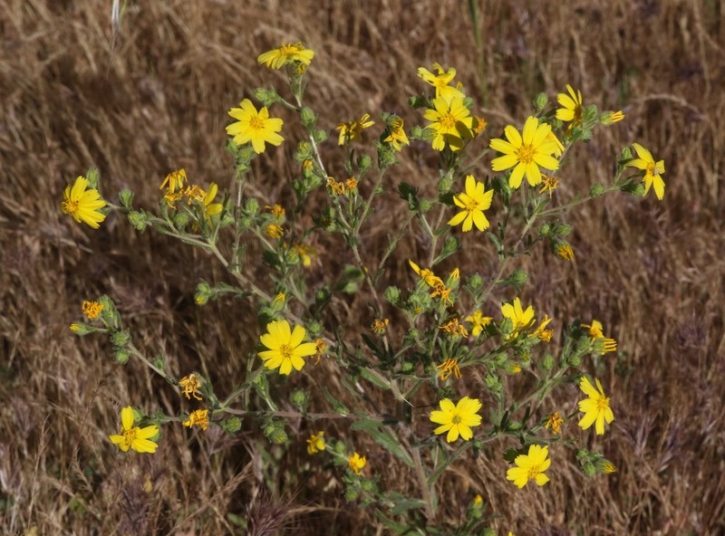 Kern Tarweed photo 5