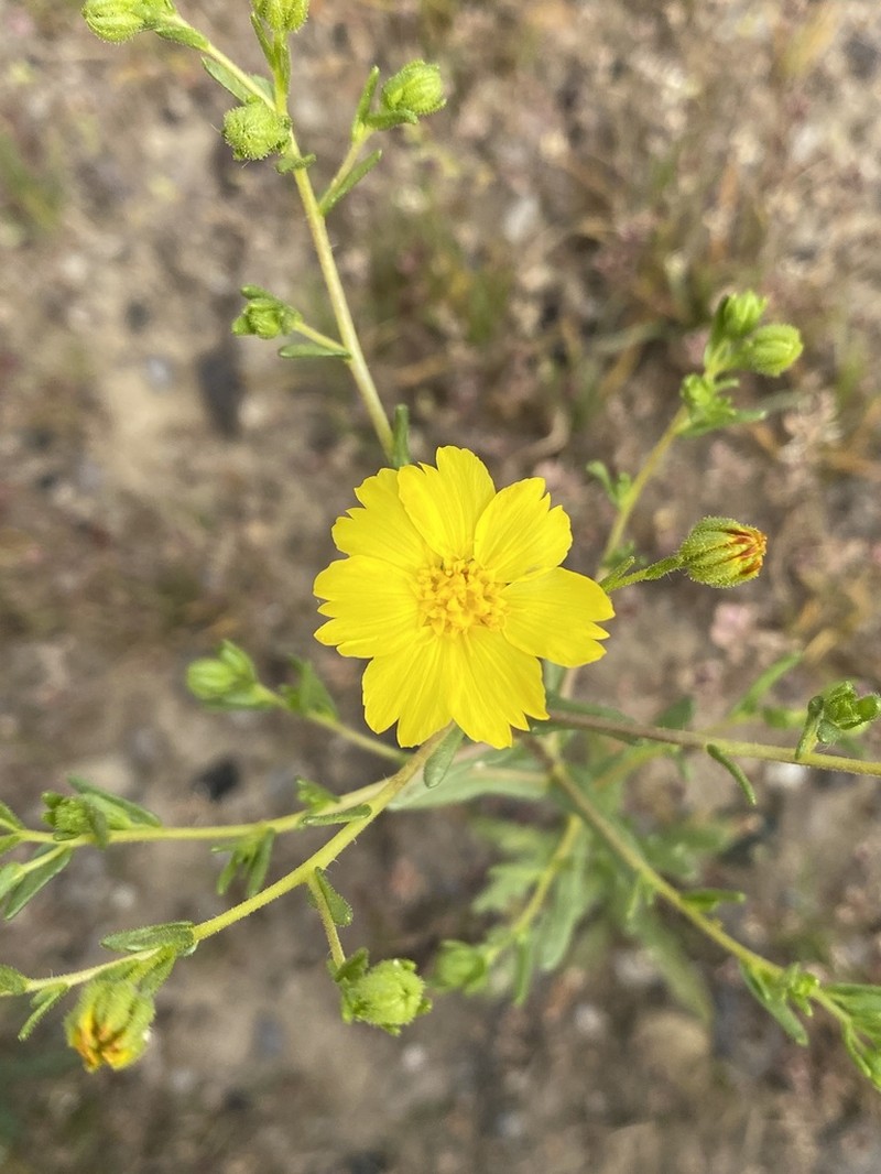 Kern Tarweed photo 6
