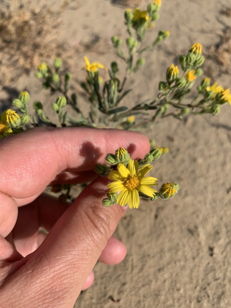 Kern Tarweed photo 7