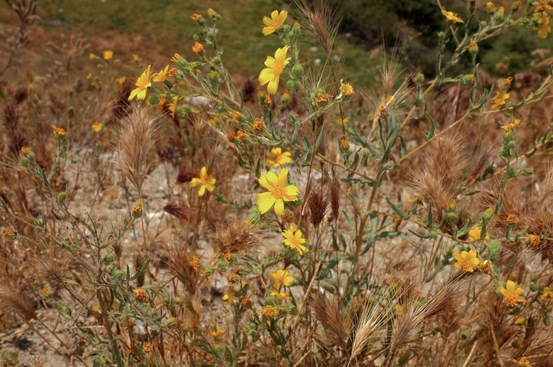 Kern Tarweed photo 8