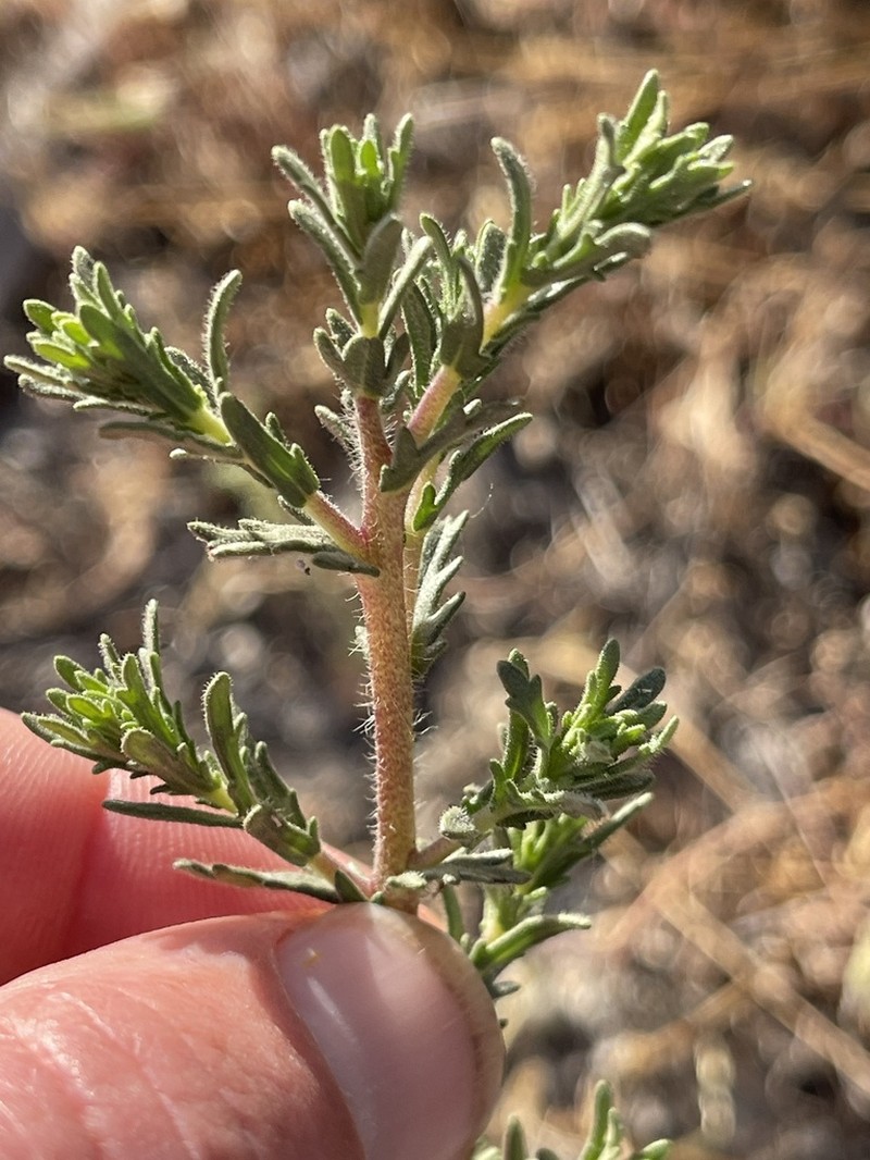 San Diego Tarweed