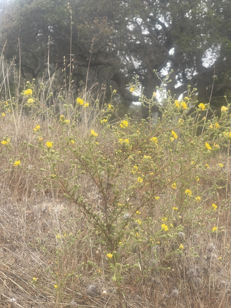 San Diego Tarweed photo 2