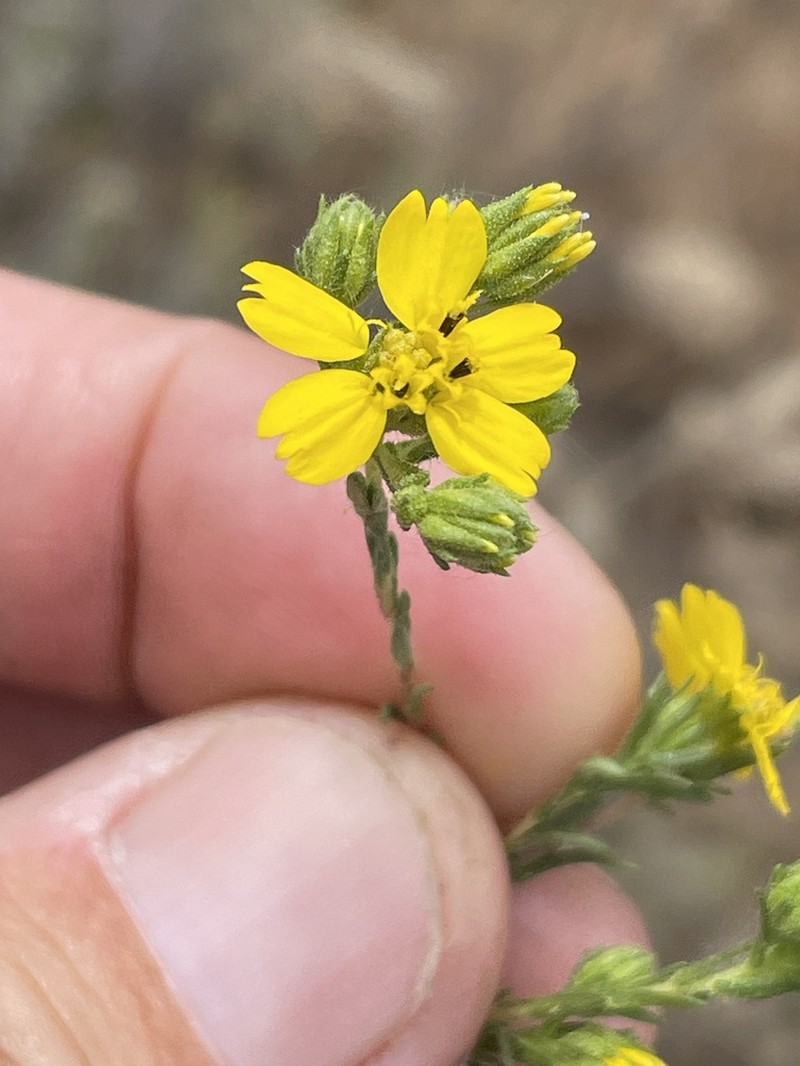 San Diego Tarweed photo 3