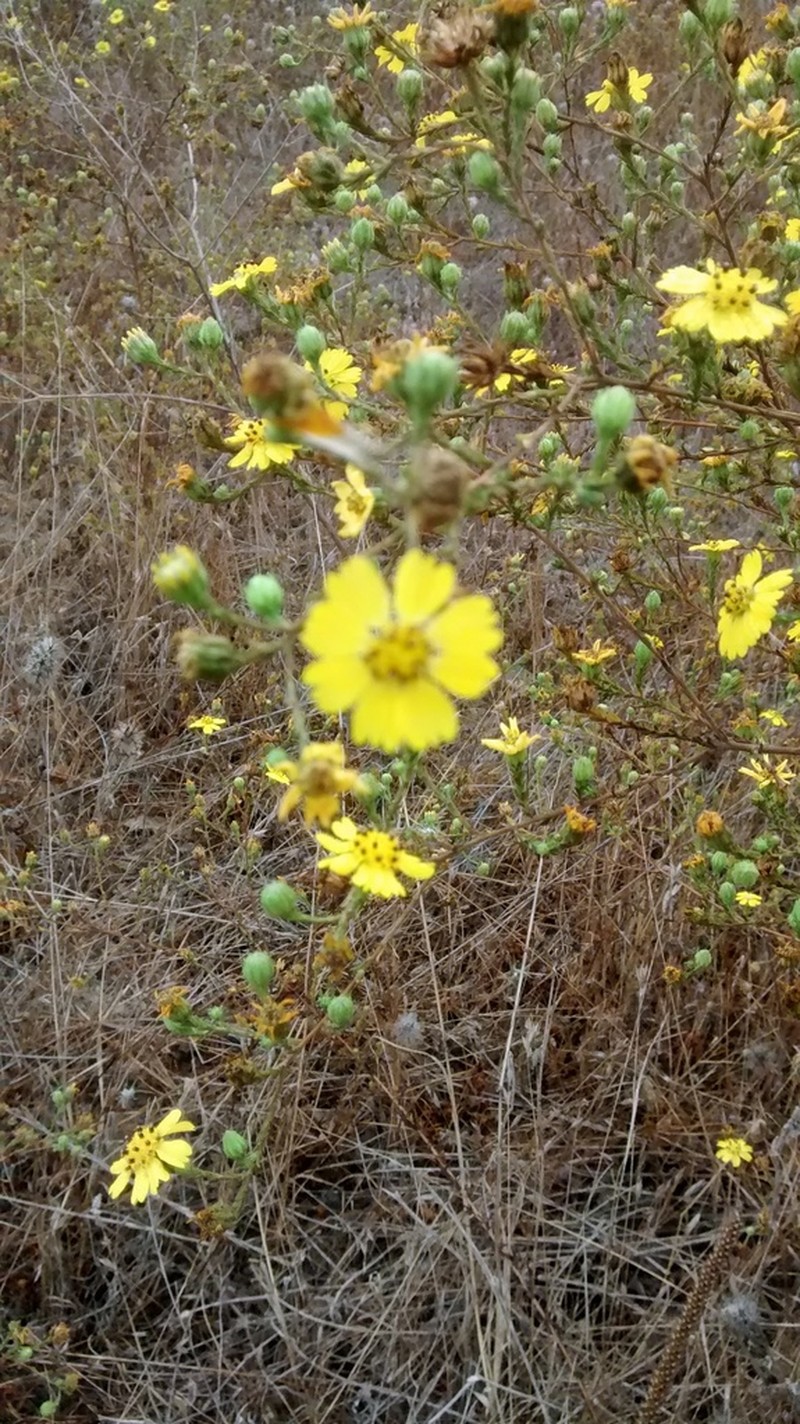 San Diego Tarweed photo 4