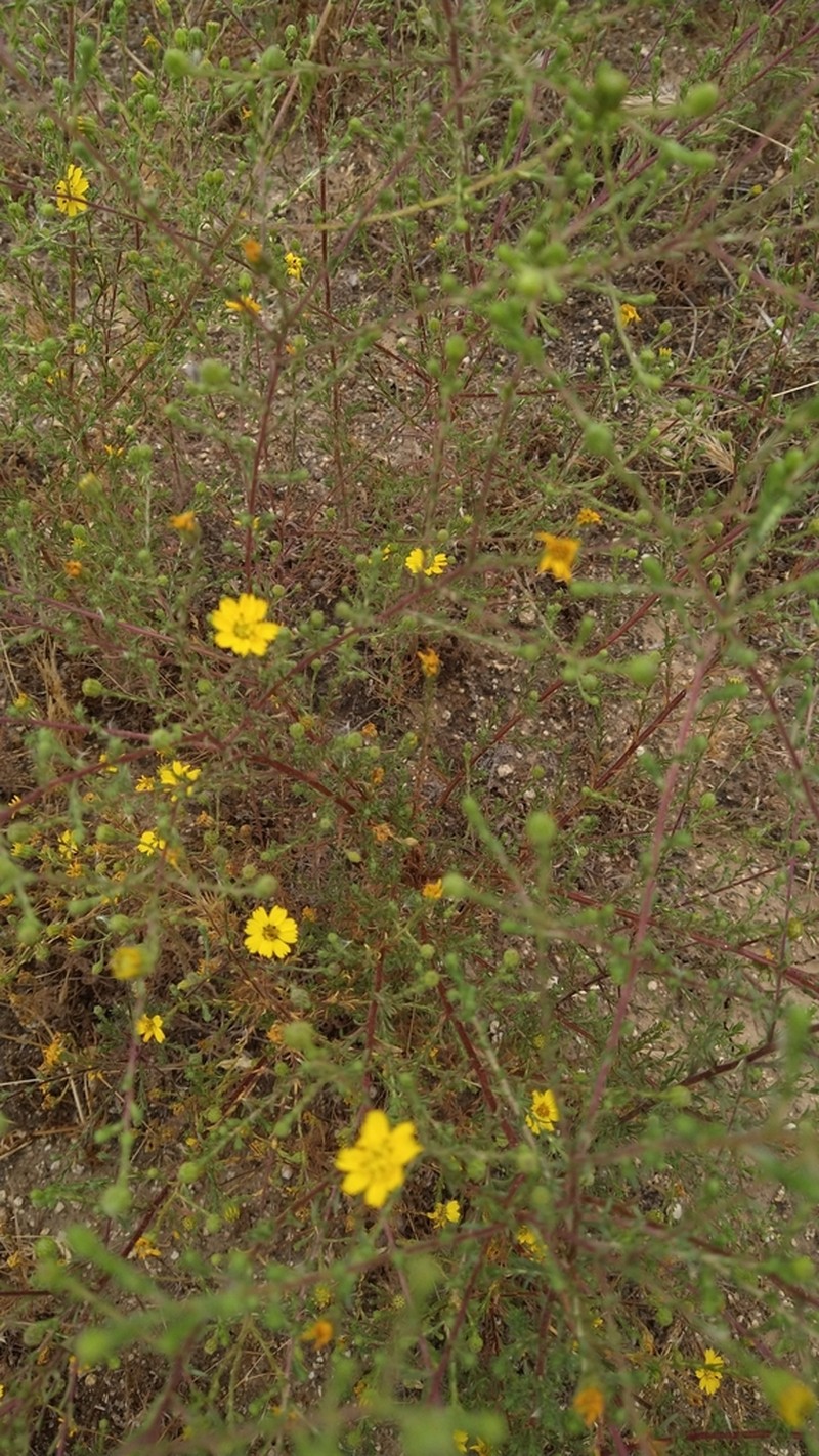 San Diego Tarweed photo 5