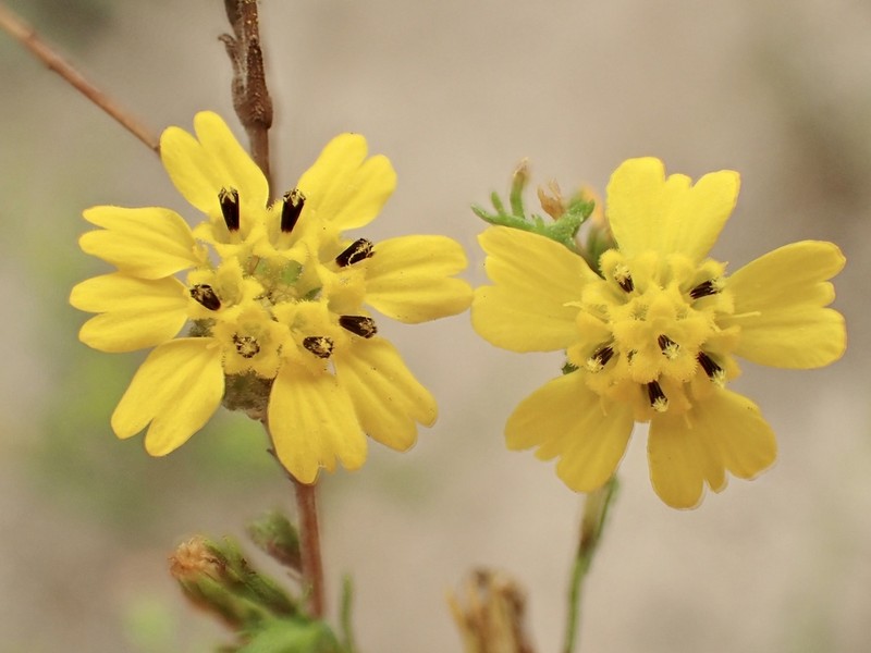 San Diego Tarweed photo 6