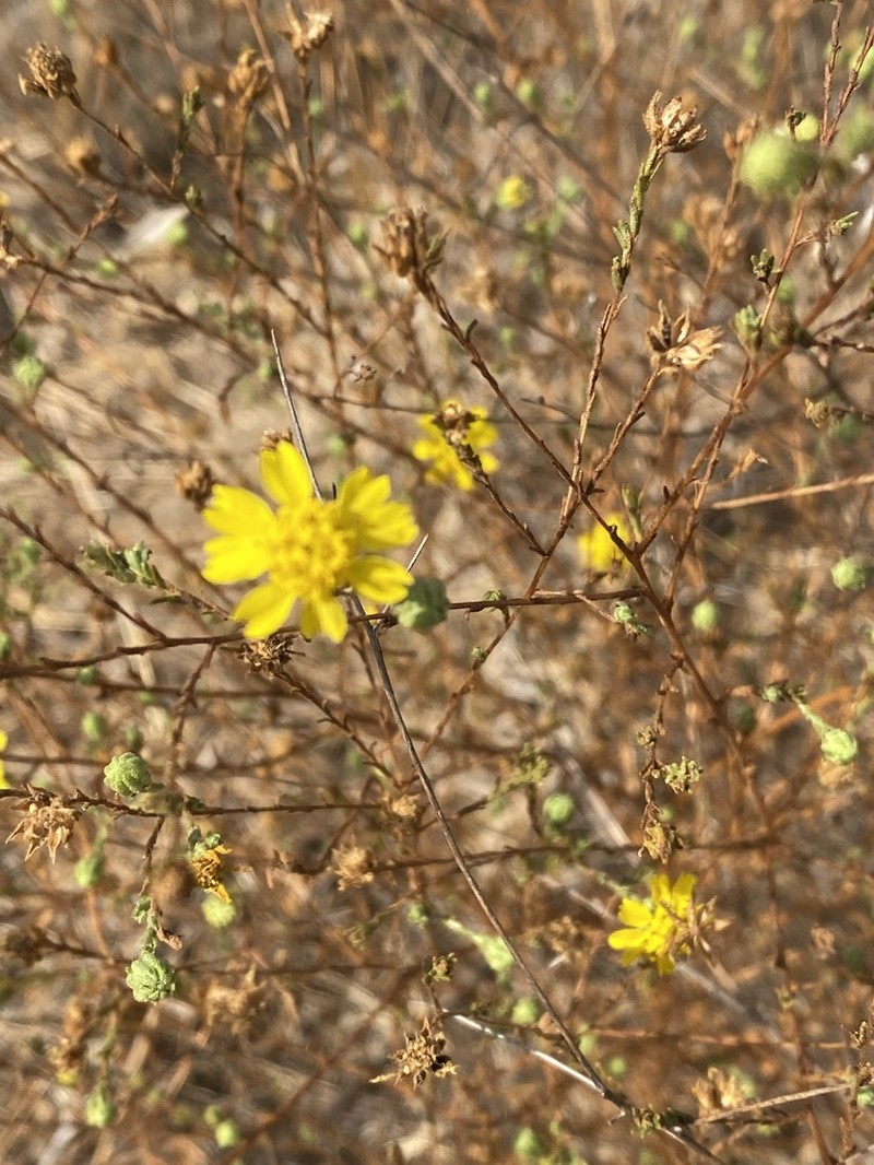 San Diego Tarweed photo 7