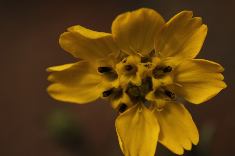San Diego Tarweed photo 8