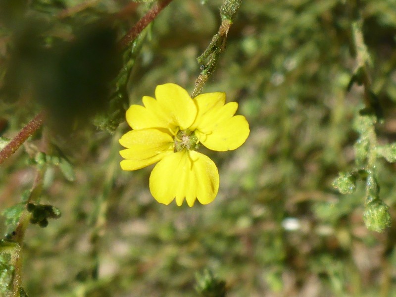 Salinas River Tarweed