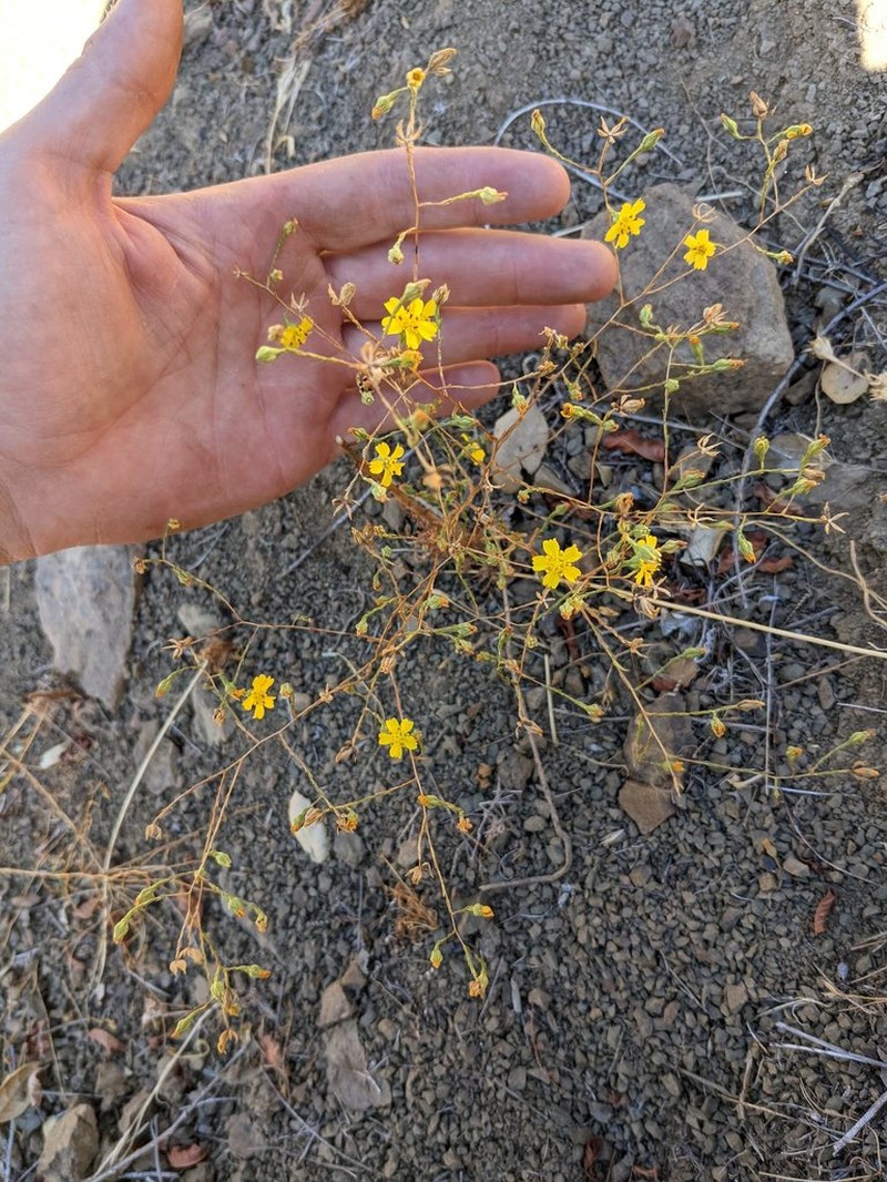 Salinas River Tarweed photo 2