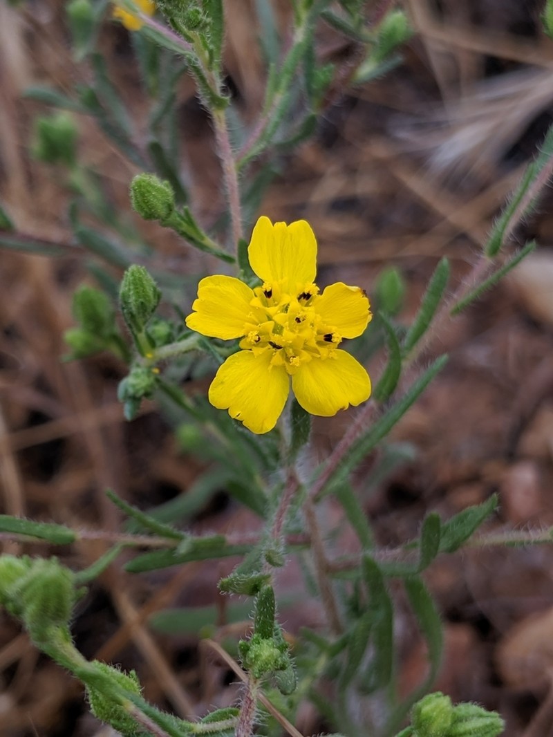 Salinas River Tarweed photo 3