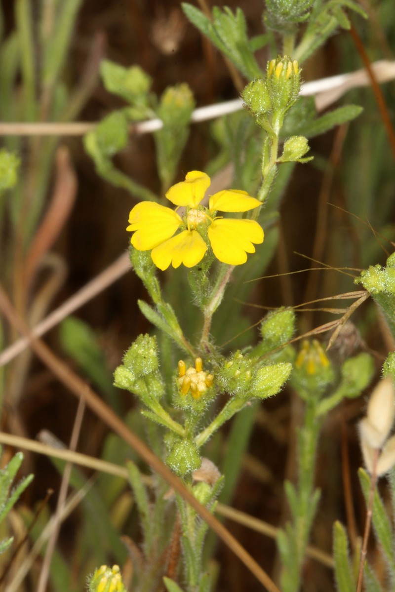 Salinas River Tarweed photo 4