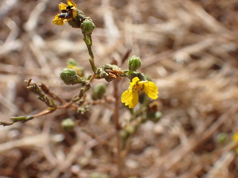 Salinas River Tarweed photo 5