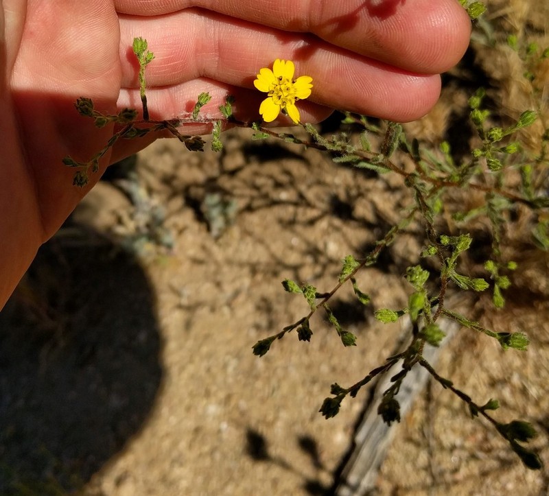 Salinas River Tarweed photo 6