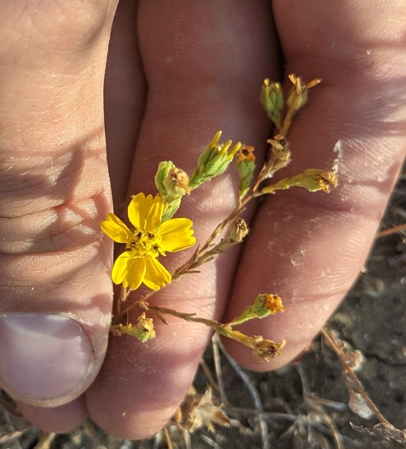 Salinas River Tarweed photo 7