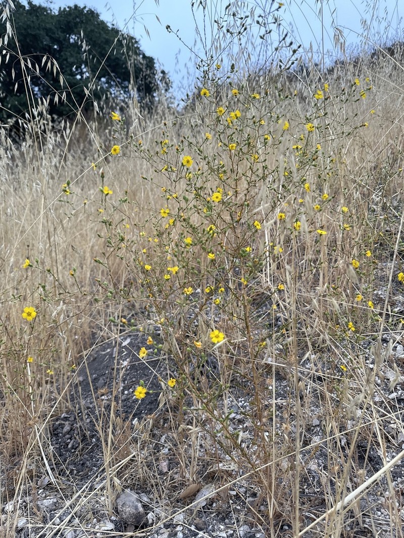 Salinas River Tarweed photo 8