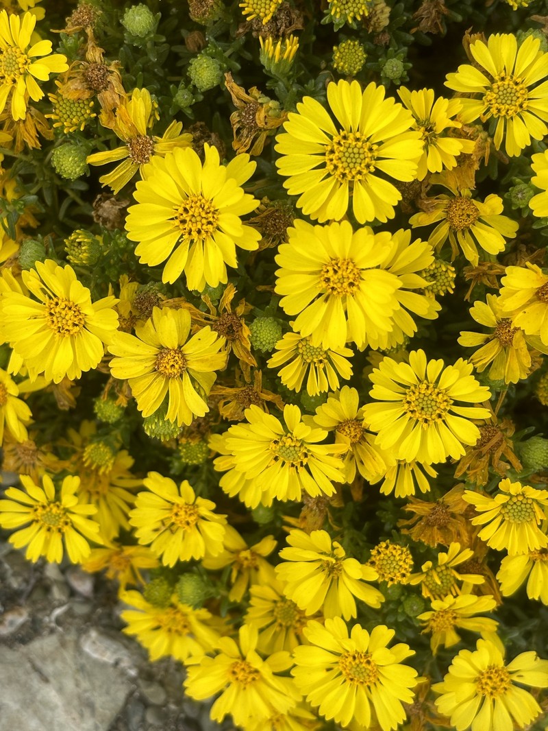 Deinandra streetsii