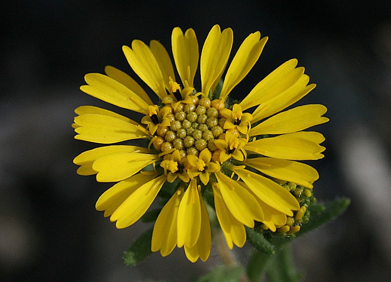 Deinandra streetsii photo 6