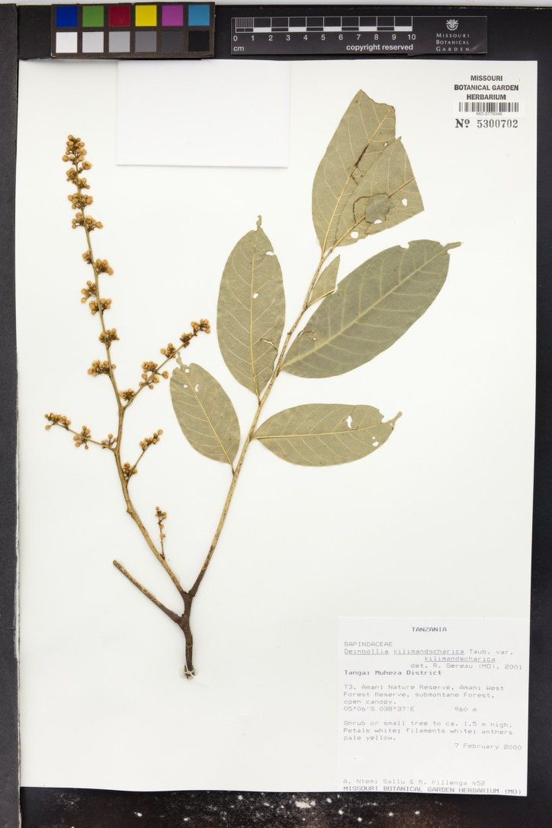 Deinbollia kilimandscharica var. kilimandscharica