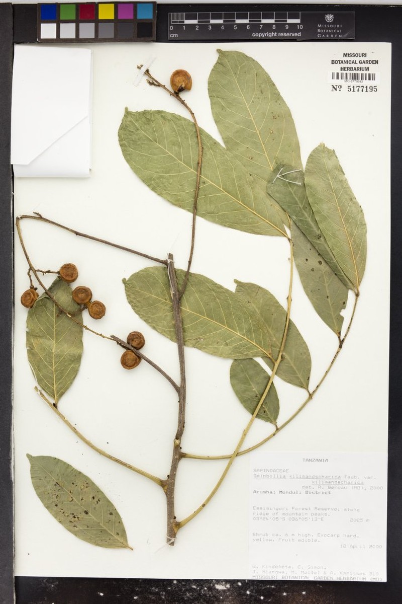 Deinbollia kilimandscharica var. kilimandscharica photo 3