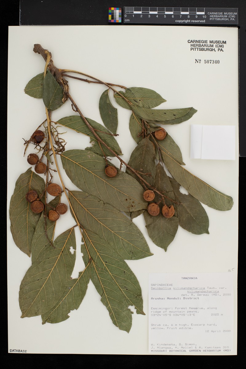 Deinbollia kilimandscharica var. kilimandscharica photo 4