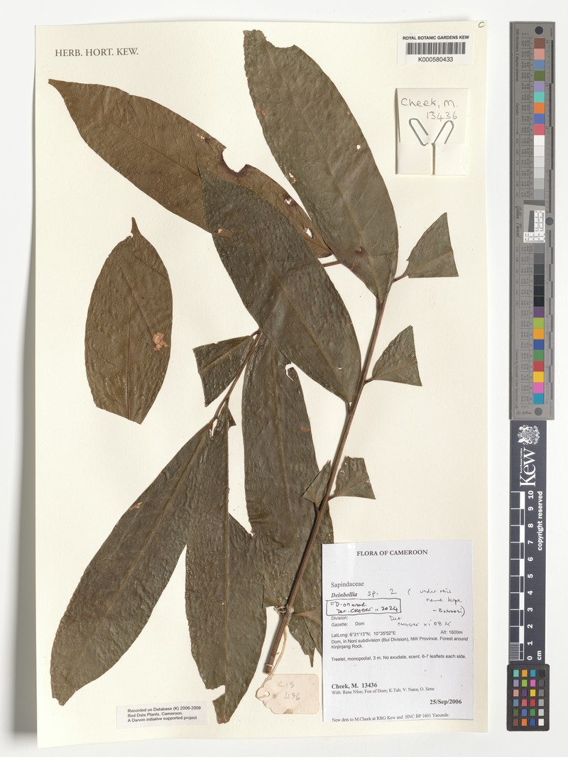 Deinbollia onanae
