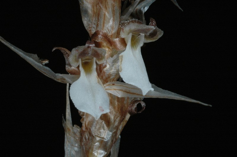 Deiregyne chartacea