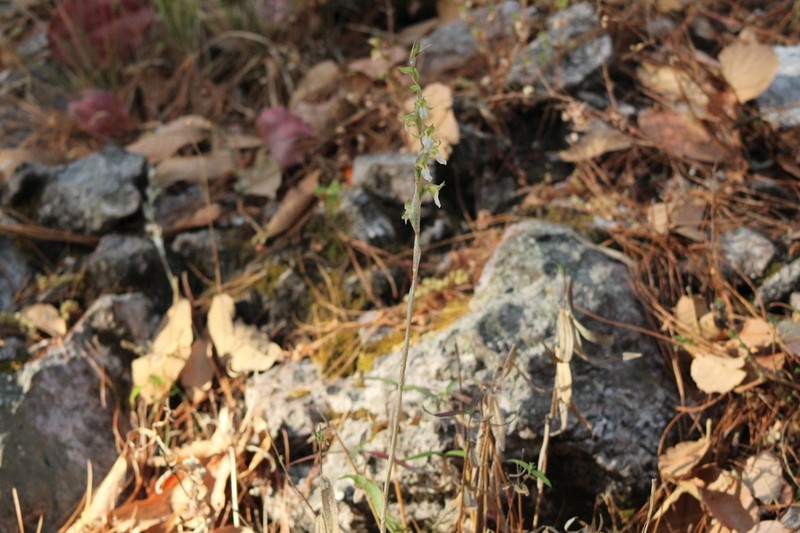 Deiregyne chartacea photo 2
