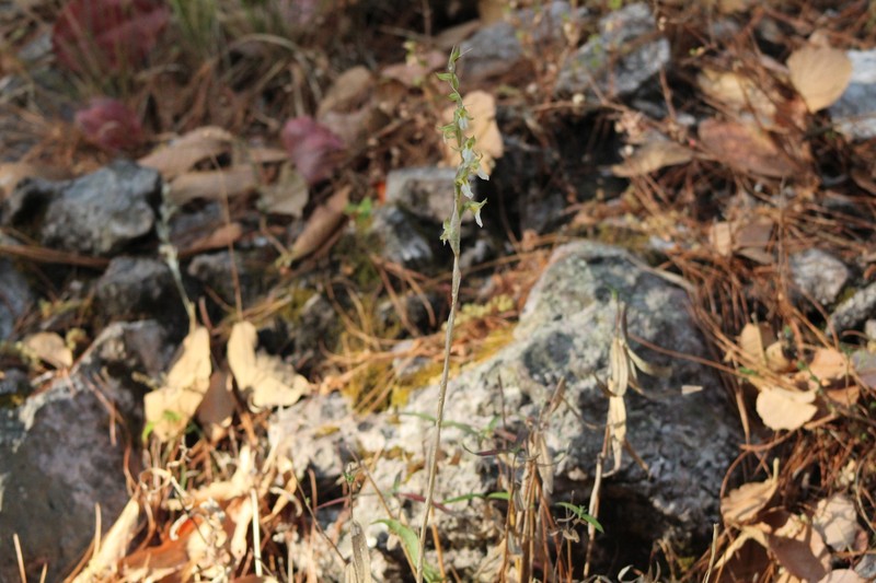 Deiregyne chartacea photo 3