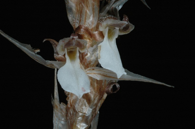 Deiregyne chartacea photo 4