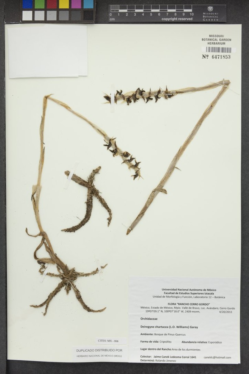 Deiregyne chartacea photo 5