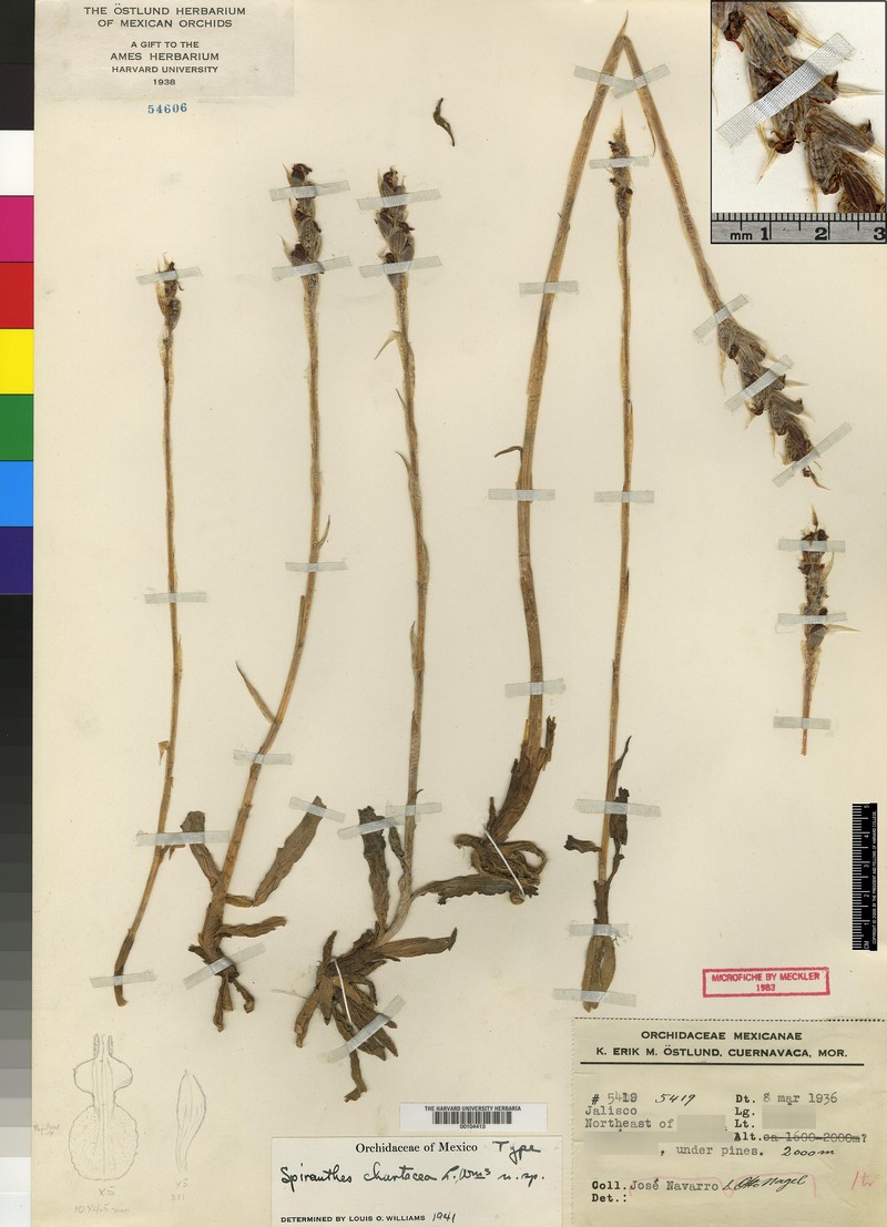 Deiregyne chartacea photo 6